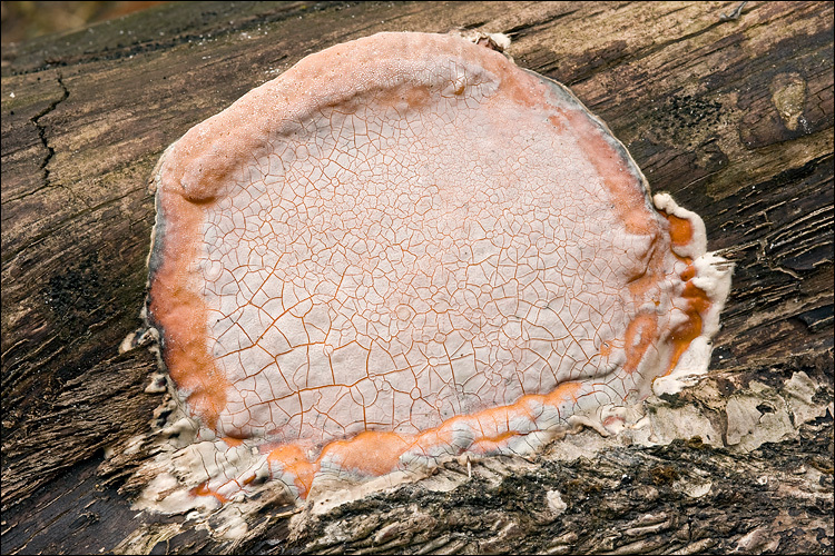 Image of Red-banded bracket