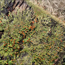 صورة <i>Cladonia macilenta</i>