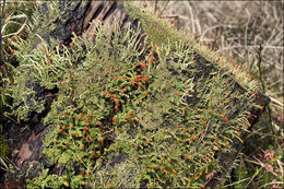Image of <i>Cladonia macilenta</i>