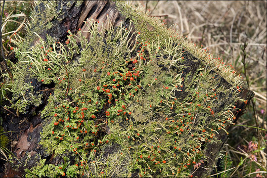 Image de <i>Cladonia macilenta</i>