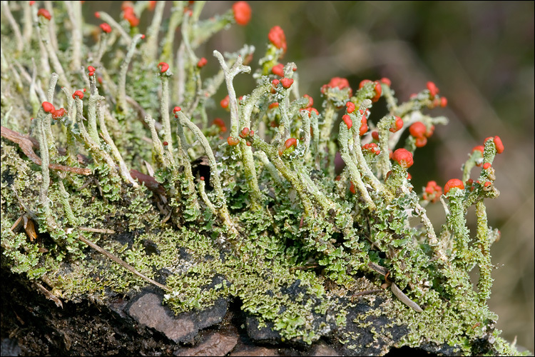 صورة <i>Cladonia macilenta</i>