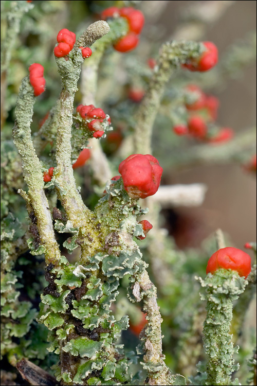 صورة <i>Cladonia macilenta</i>