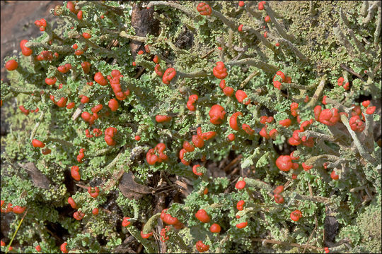 Image of <i>Cladonia macilenta</i>