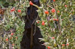 Image of <i>Cladonia macilenta</i>