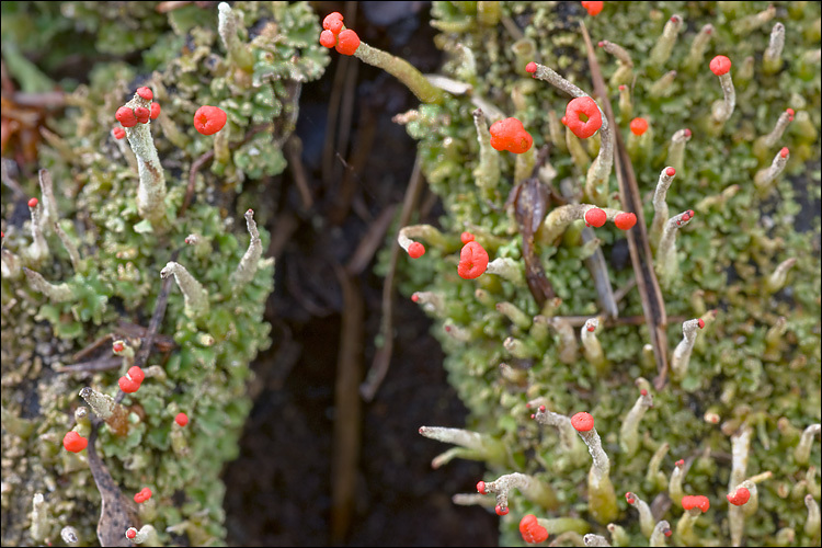 صورة <i>Cladonia macilenta</i>