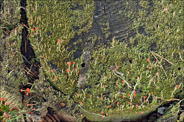 صورة <i>Cladonia macilenta</i>