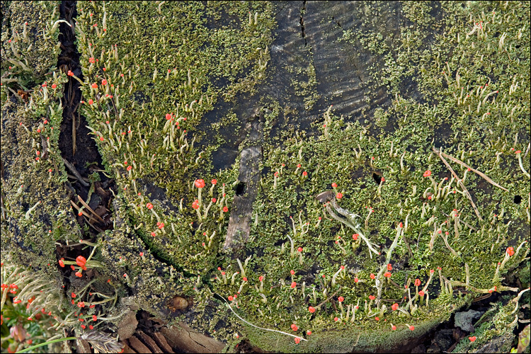 Image of <i>Cladonia macilenta</i>