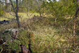 Image of <i>Cladonia macilenta</i>