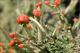 Image of <i>Cladonia macilenta</i>