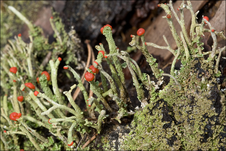 Image of <i>Cladonia macilenta</i>