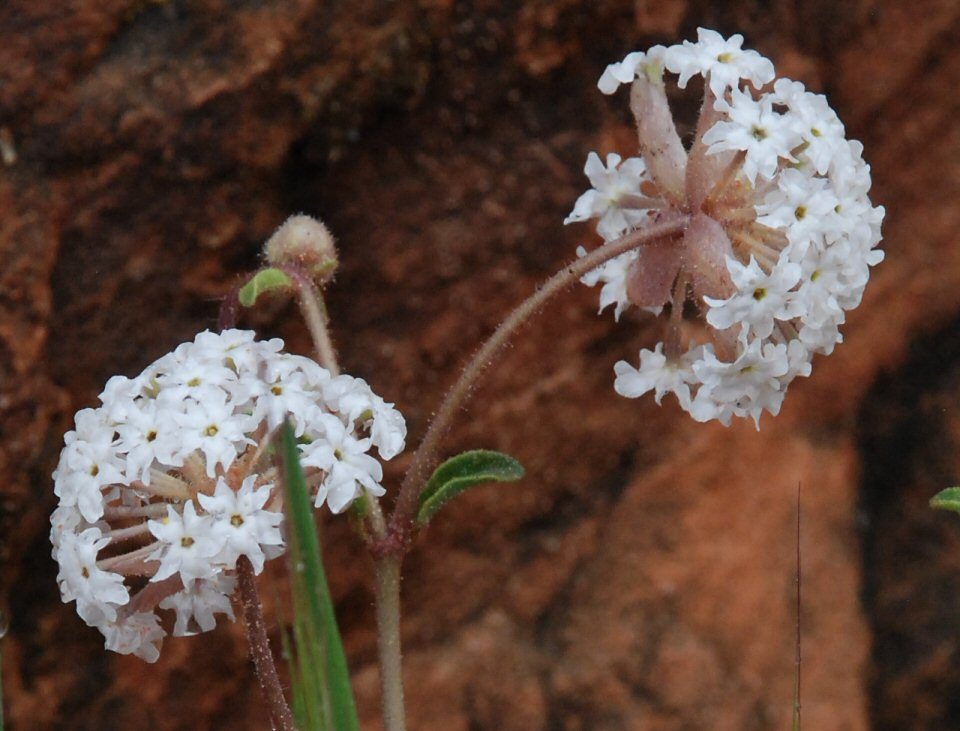 Image of snowball sand verbena