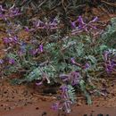 Image of Zion milkvetch