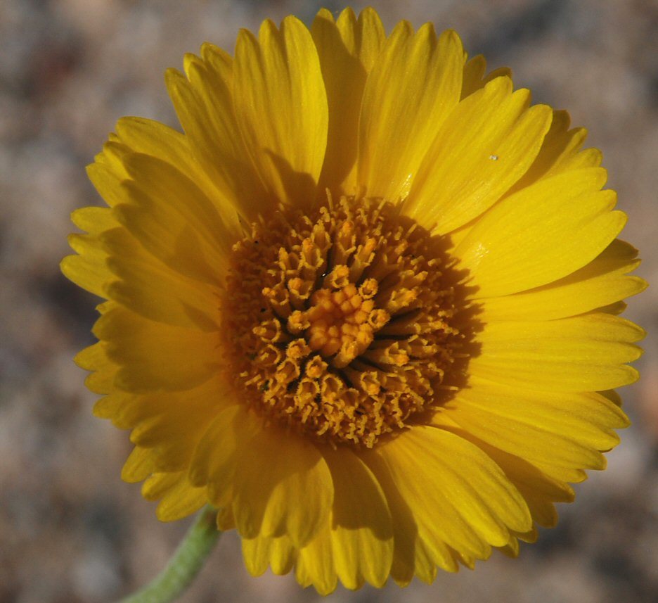 Image of desert marigold