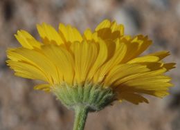 Image of desert marigold