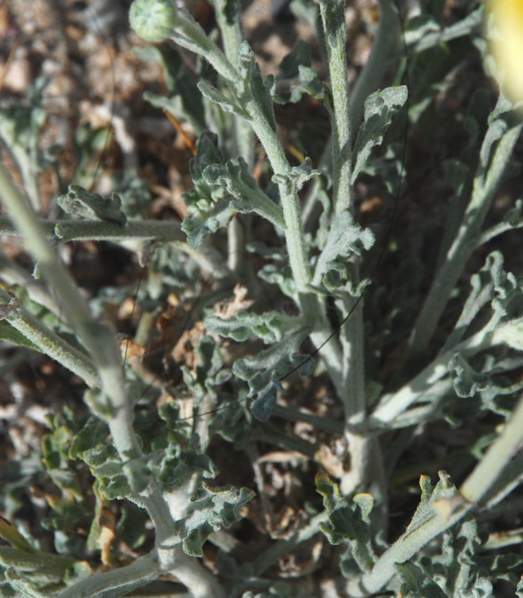 Image of desert marigold