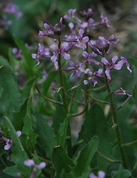 Image of crossflower