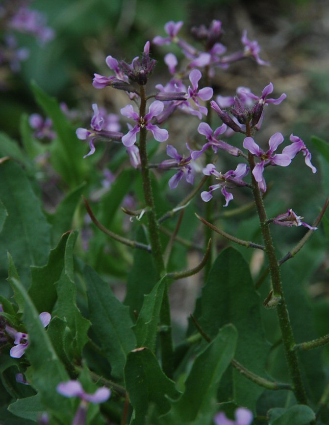 Image de Chorispora tenella (Pall.) DC.