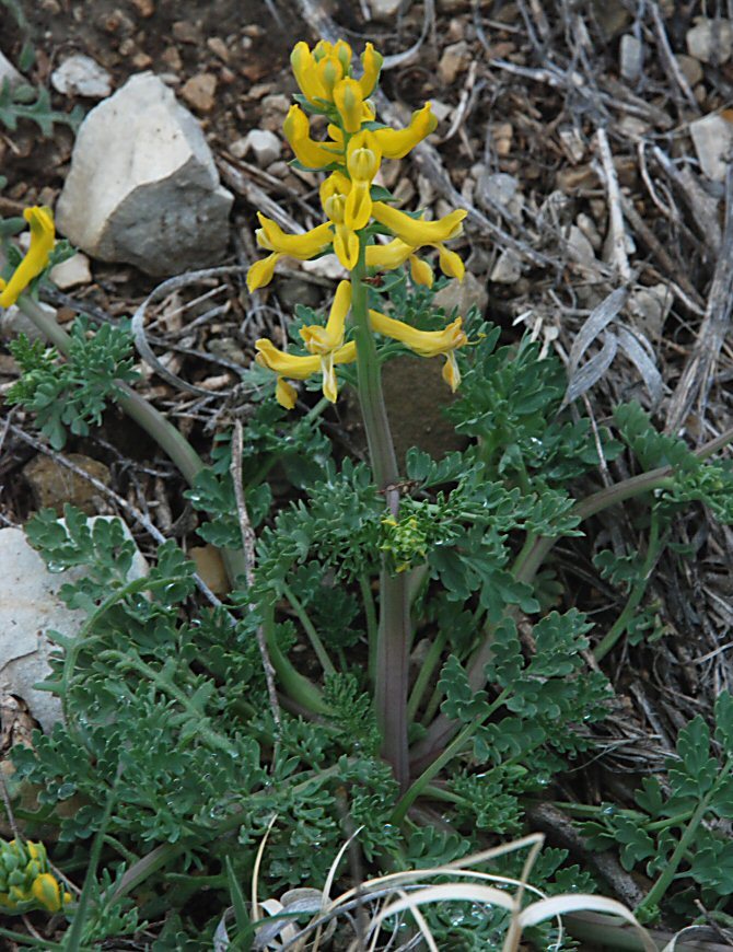 Image de Corydalis curvisiliqua subsp. occidentalis (Engelm. ex A. Gray) W. A. Weber