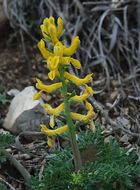 Image de Corydalis curvisiliqua subsp. occidentalis (Engelm. ex A. Gray) W. A. Weber