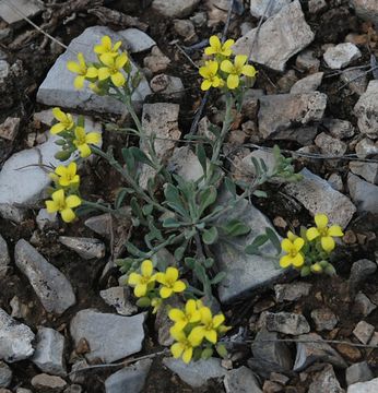 Image of mountain bladderpod