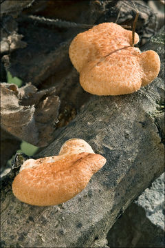 Image of Hexagonal-pored polypore