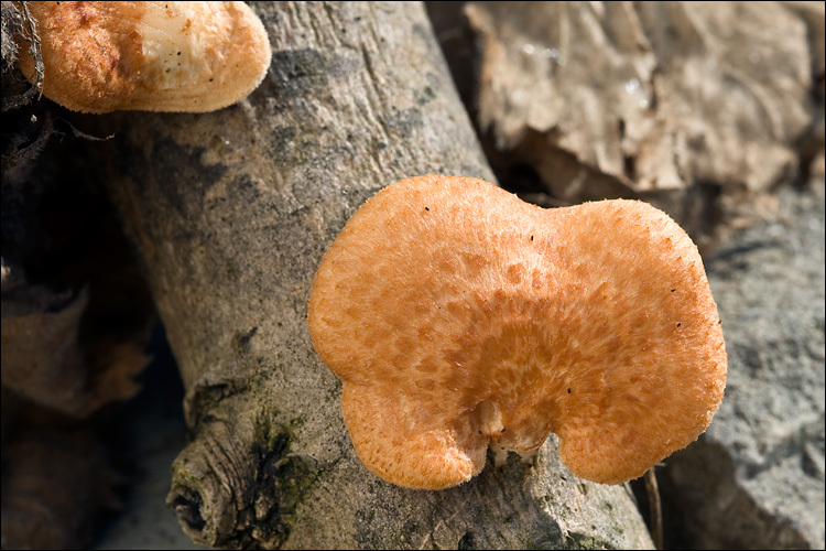 <i>Polyporus alveolaris</i> resmi