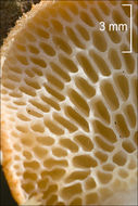 Image de Polypore alvéolé