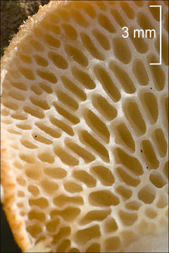 Image of Hexagonal-pored polypore