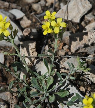 Image of Fendler's bladderpod