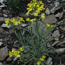 Imagem de Erysimum asperum (Nutt.) DC.