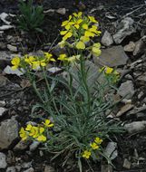 Imagem de Erysimum asperum (Nutt.) DC.