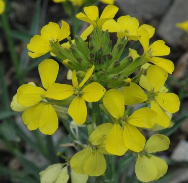 Image of western wallflower