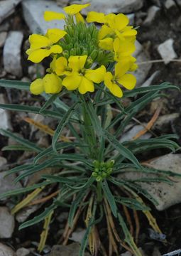 Image of western wallflower