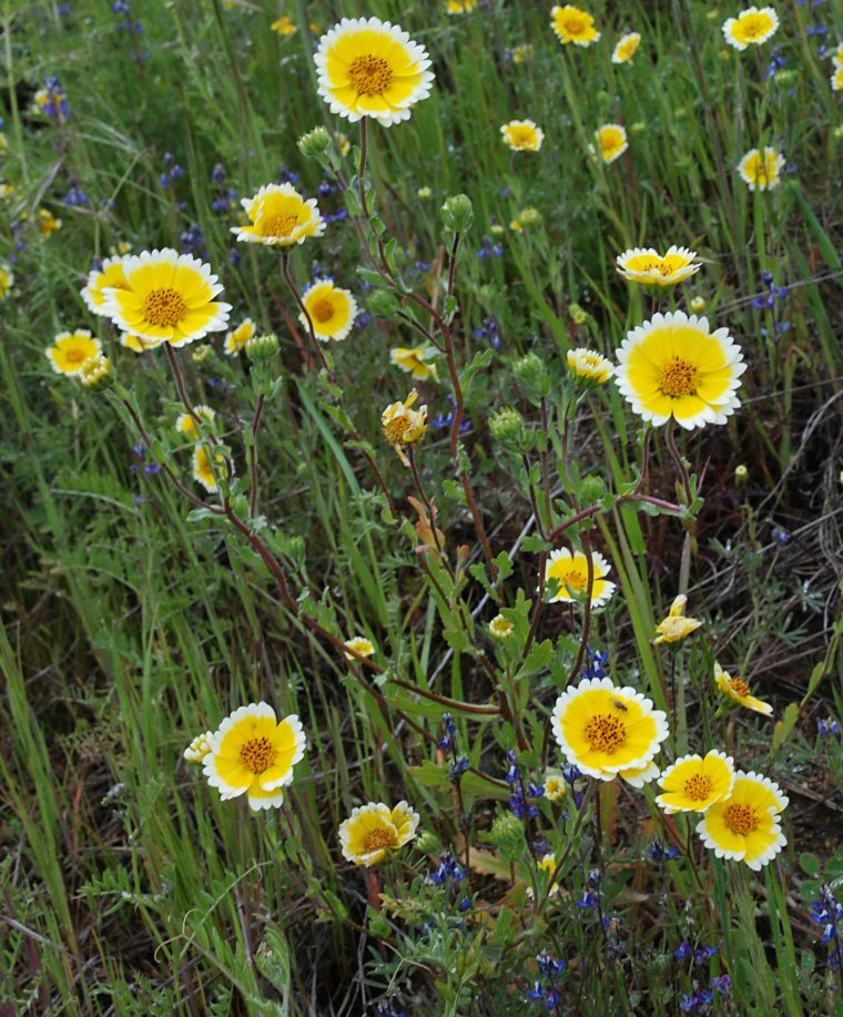 Слика од Layia chrysanthemoides (DC.) A. Gray