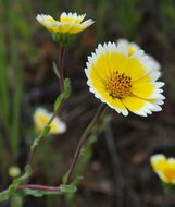 Слика од Layia chrysanthemoides (DC.) A. Gray