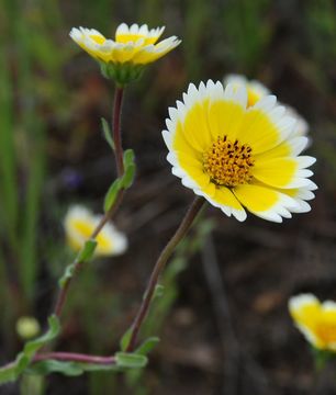 Слика од Layia chrysanthemoides (DC.) A. Gray