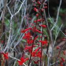 Слика од Penstemon utahensis Eastwood.