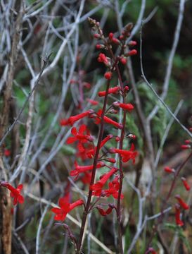 Image of Utah penstemon