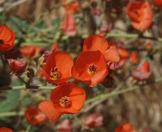 Image of small-leaf globemallow