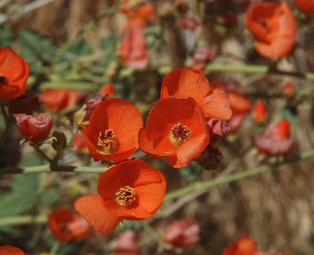 Image of small-leaf globemallow