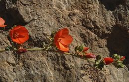 Image of small-leaf globemallow