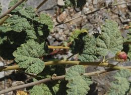 Image of small-leaf globemallow