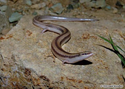 Image of Nilson's Snake Skink