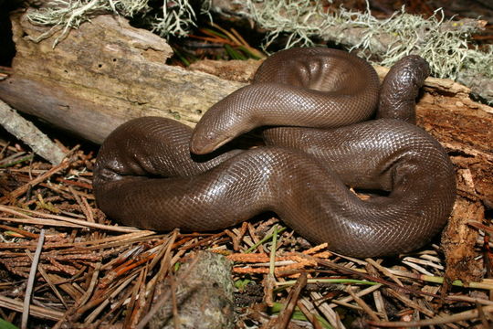 Image of Northern Rubber Boa