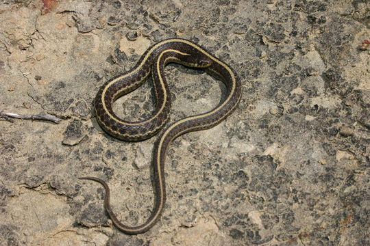 Sivun Thamnophis elegans (Baird & Girard 1853) kuva