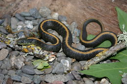 Image of Aquatic Gartersnake