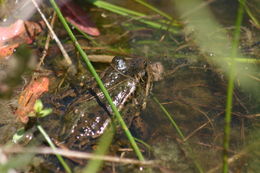 Image of California Red-legged Frog