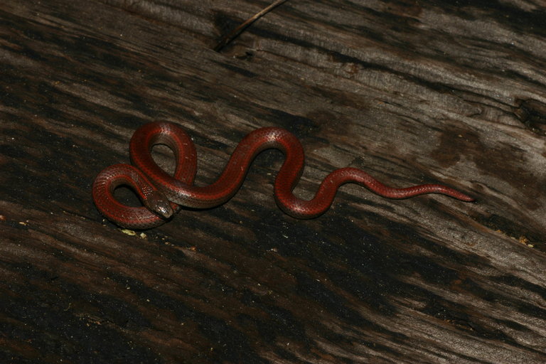 Image of Sharp-tailed Snake