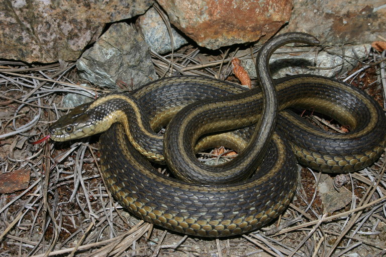 Image of Aquatic Gartersnake