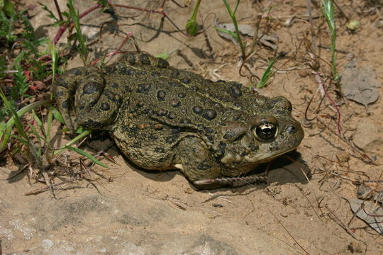 Image of western toad